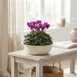Mixed Colour Arrangement in Extra-Large Cream Zigzag Bowl