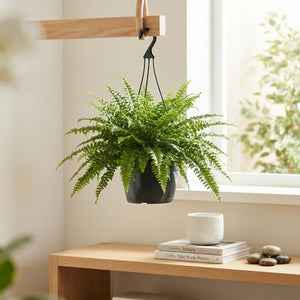 Boston Fern (Nephrolepis exaltata) – 20cm Hanging Pot