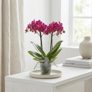 Mixed Phalaenopsis Orchid – 2 Stem, 9cm Pot