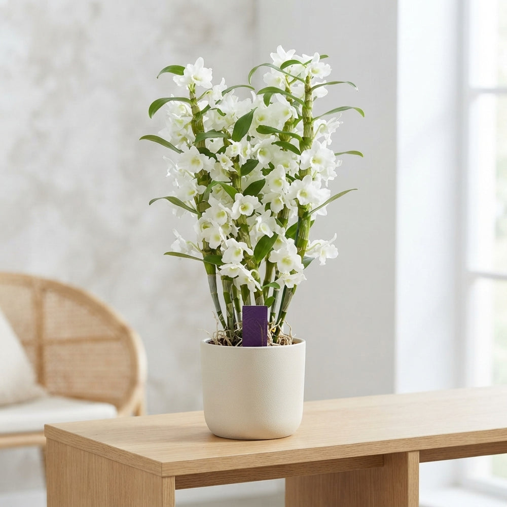 White Dendrobium Nobile Orchid – 12cm Pot