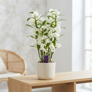 White Dendrobium Nobile Orchid – 12cm Pot