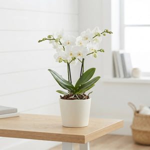 White Phalaenopsis Orchid – 2 Stem, 12cm Pot