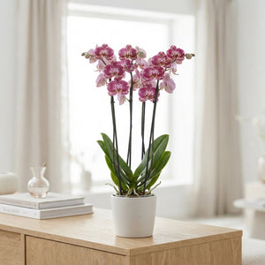 Queenstown Phalaenopsis Orchid – 12cm Pot, 80cm