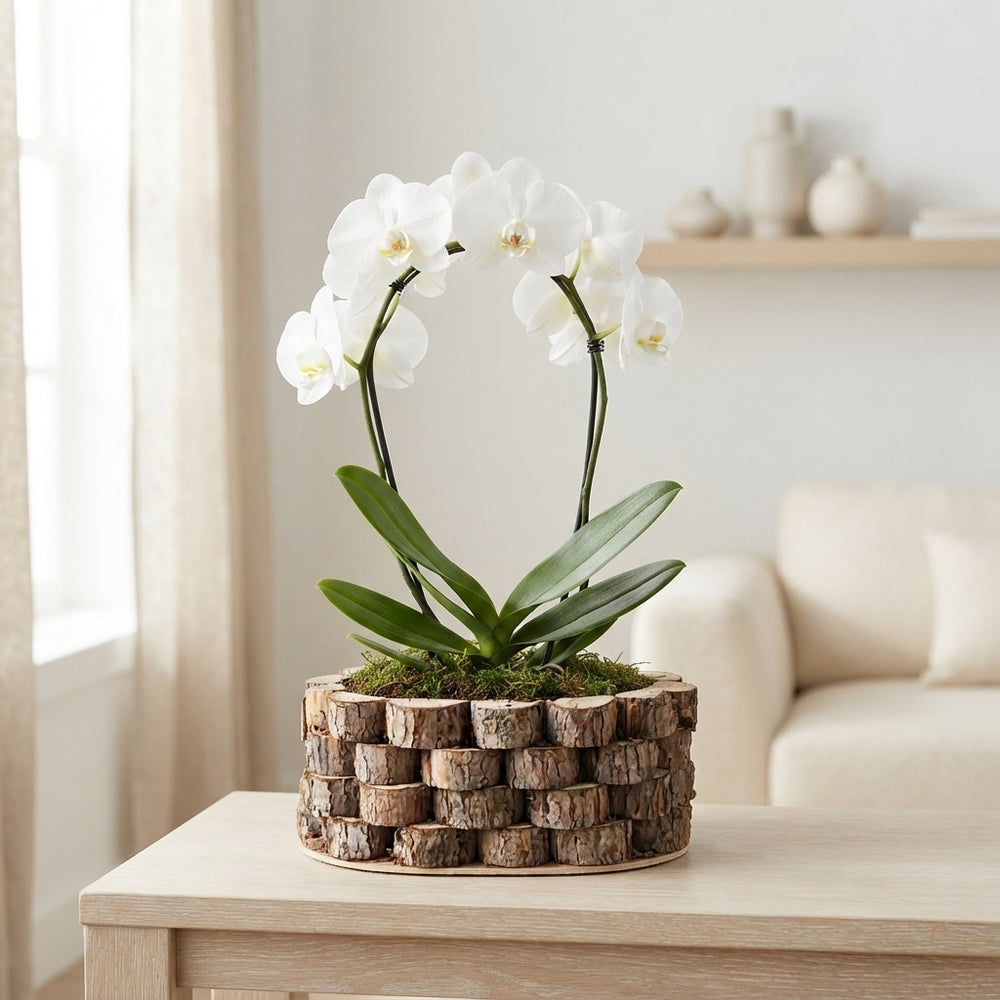 Mixed Colour Phalaenopsis Orchid Arrangement