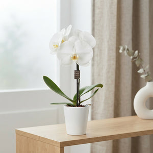 White Phalaenopsis Orchid – 9cm Pot, 40cm Tall