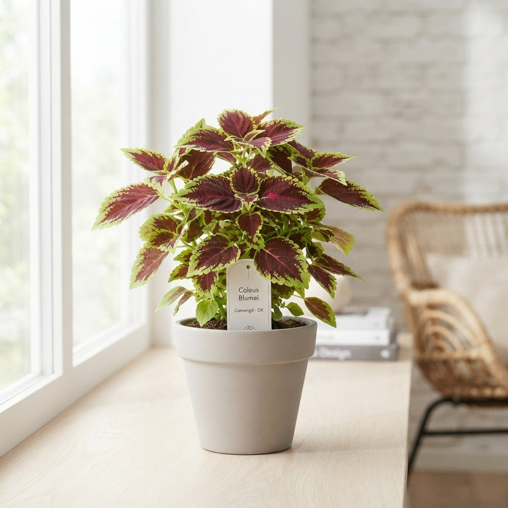 Mixed Coleus (Plectranthus) – 12cm Pot