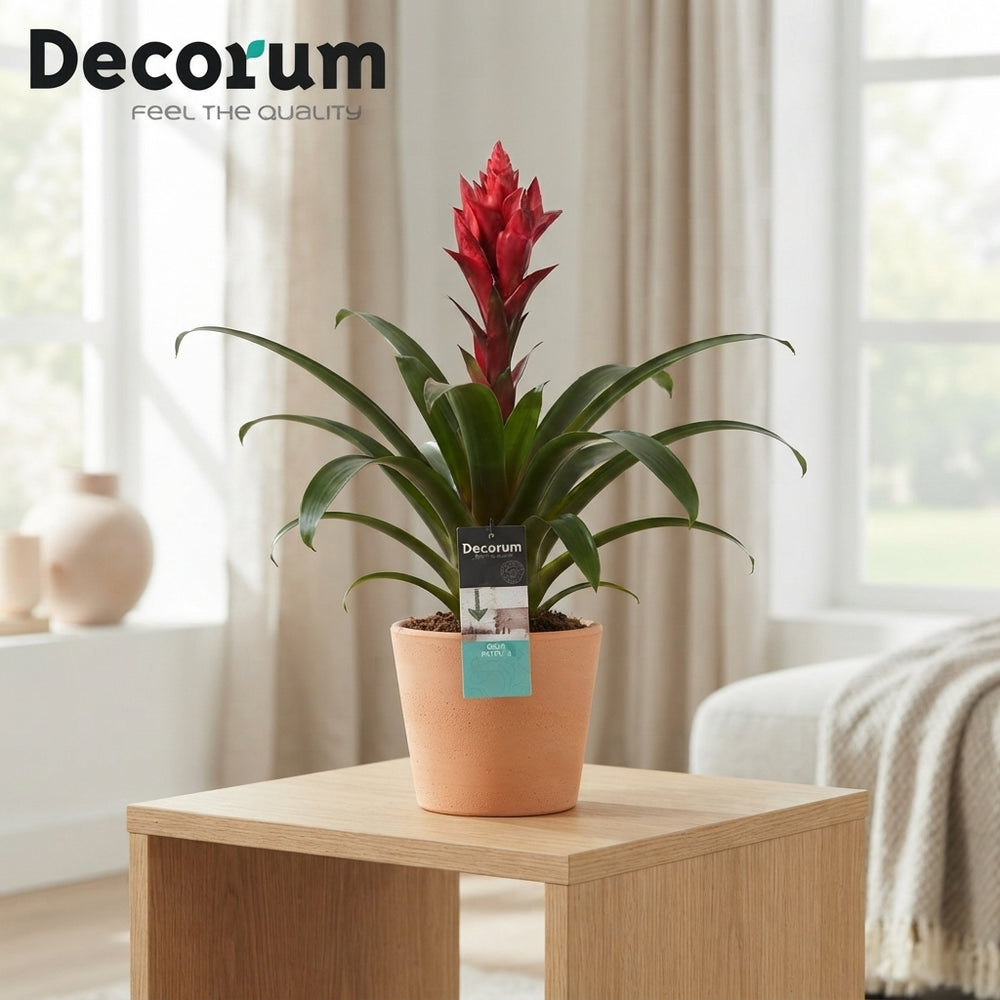 Red Guzmania Bromeliad – 13cm Pot, 40cm High