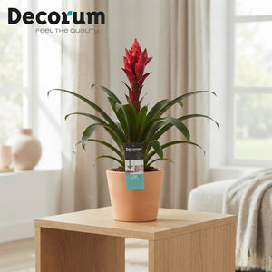 Red Guzmania Bromeliad – 13cm Pot, 40cm High
