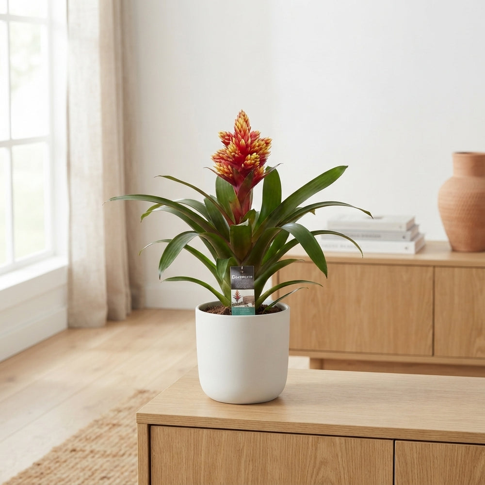 Guzmania Bromeliad ‘Brush’ – 13cm Pot, 50cm High