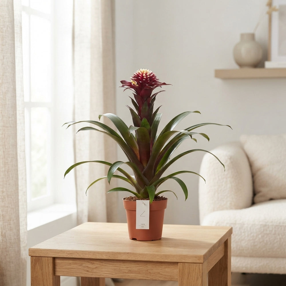 Guzmania ‘Francesca’ Flowering Houseplant – 13cm Pot