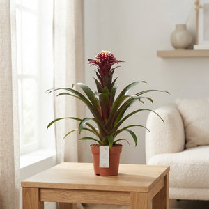 Guzmania ‘Francesca’ Flowering Houseplant – 13cm Pot