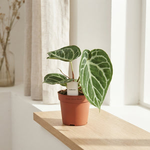 Anthurium Silver Blush – 12cm Pot