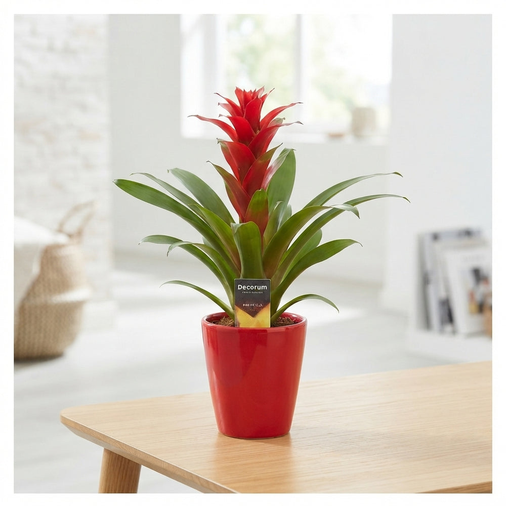 Mixed Guzmania Bromeliad – 14cm Ceramic Pot