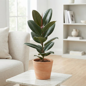 Rubber Plant (Ficus elastica) – 17cm Pot, 60cm High