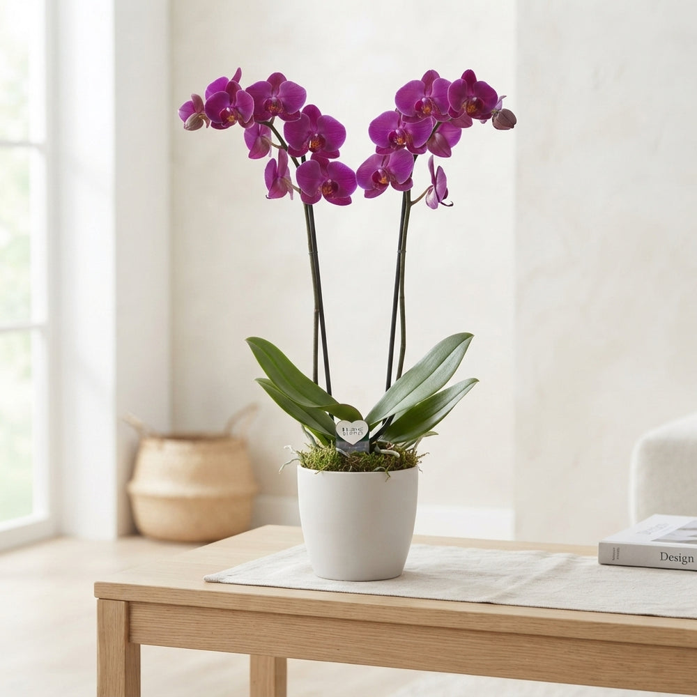 Purple Phalaenopsis Orchid – 12cm Pot, 75cm Tall