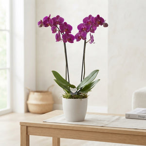 Purple Phalaenopsis Orchid – 12cm Pot, 75cm Tall