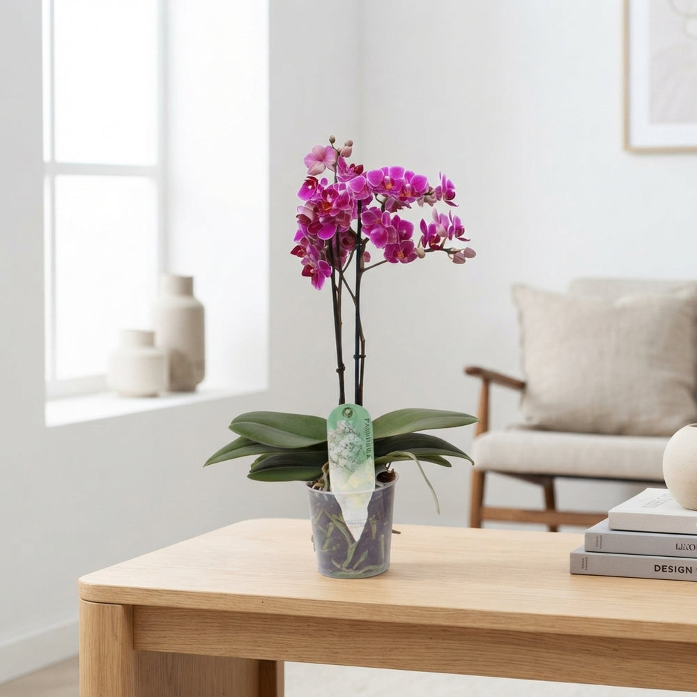 Phalaenopsis Orchid – 2 Highly Branched Stems, 12cm Pot