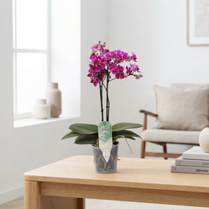 Phalaenopsis Orchid – 2 Highly Branched Stems, 12cm Pot