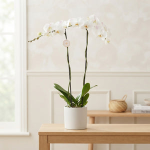 White Phalaenopsis Orchid – 15cm Pot, 90cm Tall