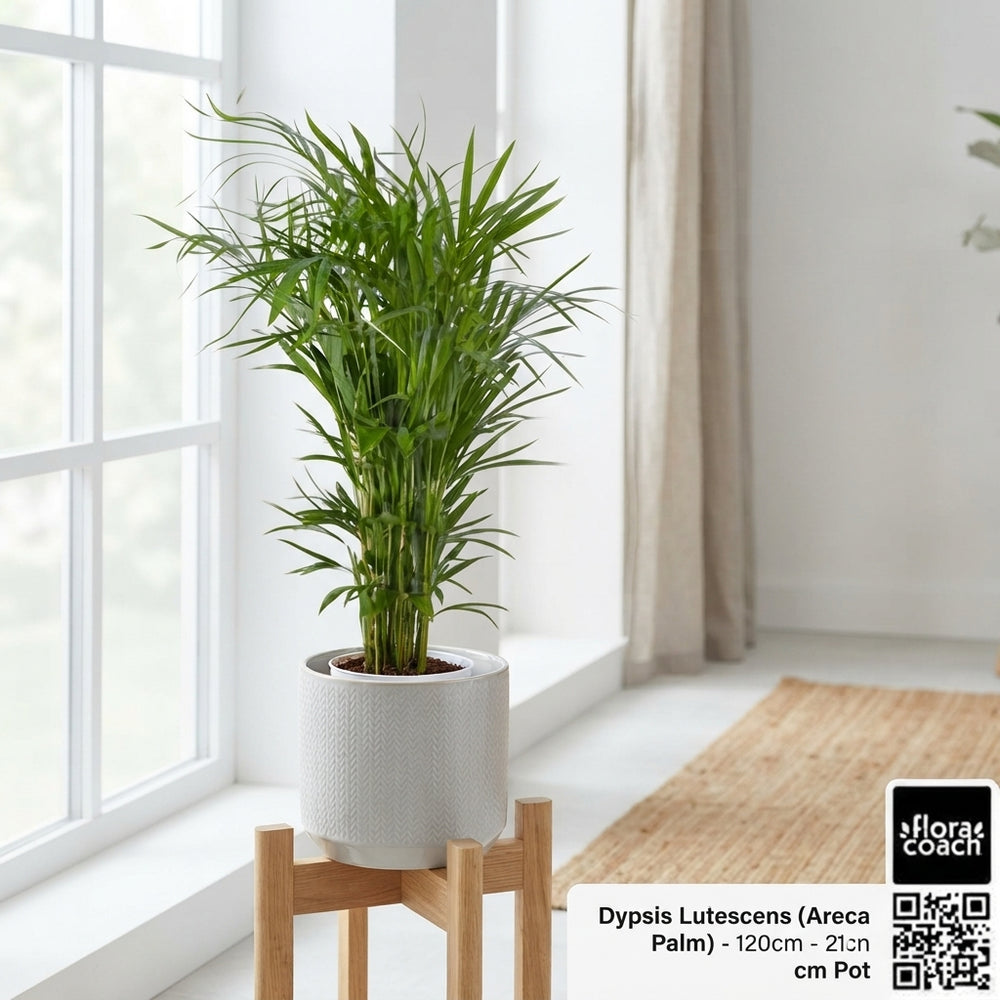 Areca Palm (Dypsis lutescens) – 21cm Pot, 120cm