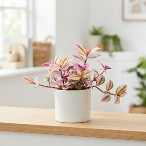 Tradescantia Pink Paradise – 10.5cm Pot