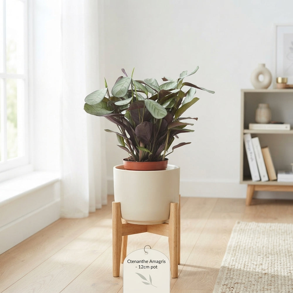 Ctenanthe Amagris Prayer Plant – 12cm Pot
