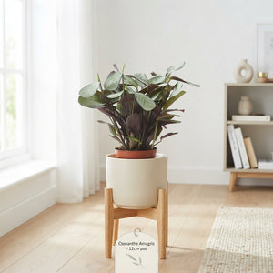 Ctenanthe Amagris Prayer Plant – 12cm Pot