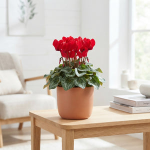 Mixed Cyclamen persicum – 15cm Pot, 35cm High