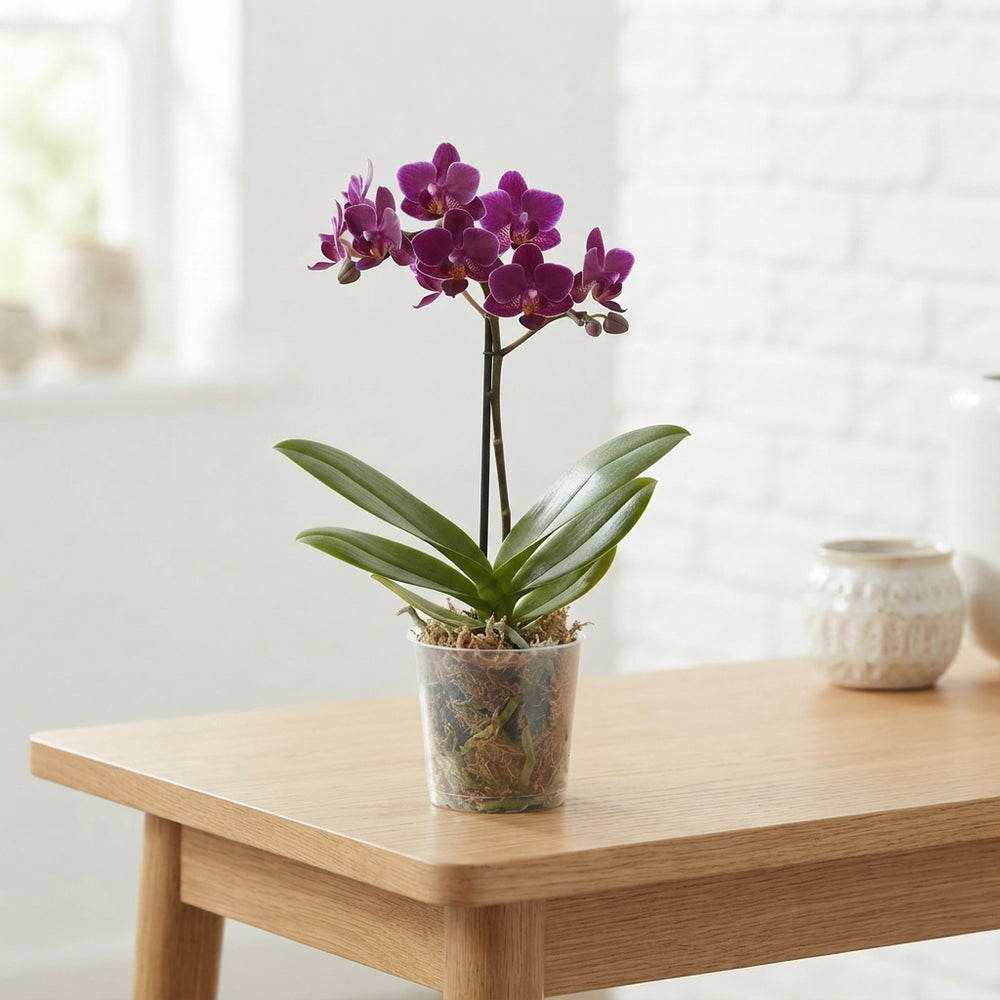 Phalaenopsis Orchid – 12cm Pot, 38cm High
