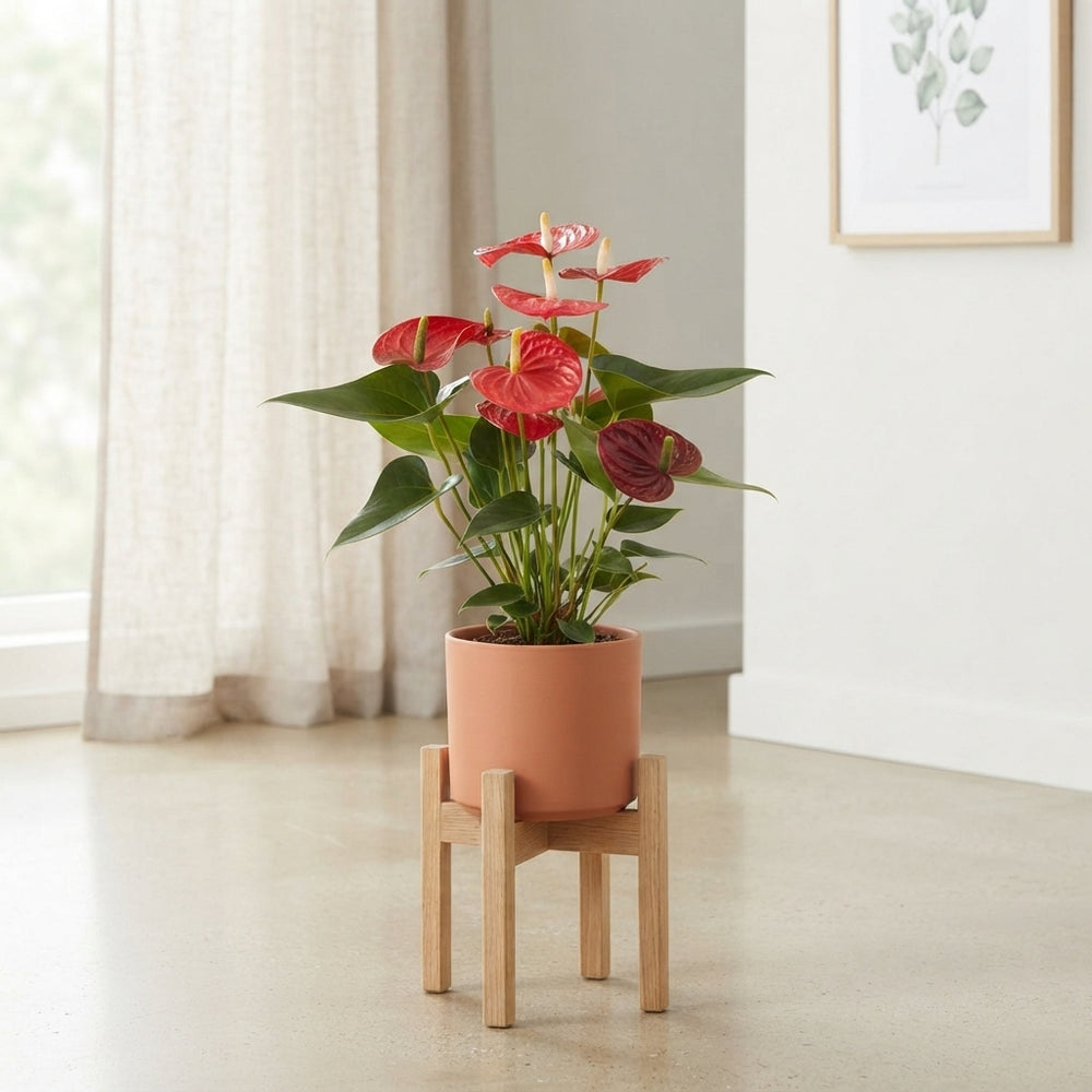 Mixed Anthurium Flowering Houseplant – 12cm Pot