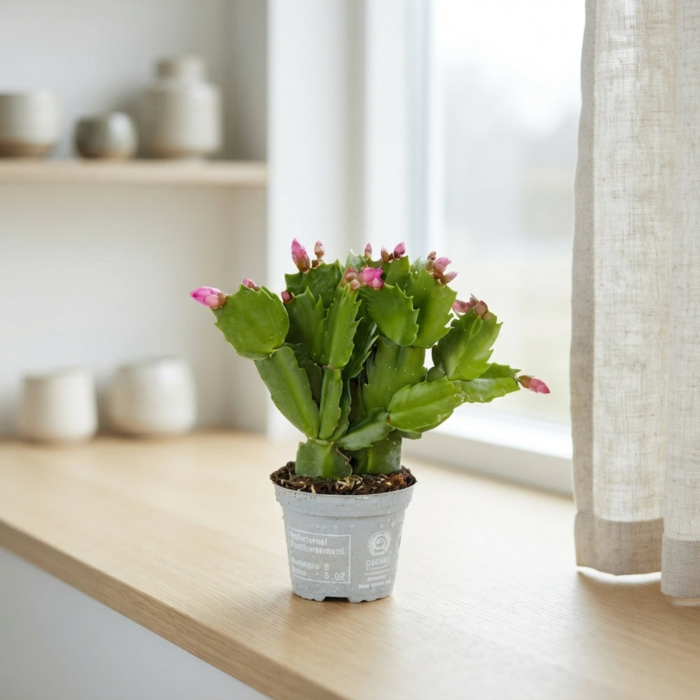 Christmas Cactus (Schlumbergera) – 6cm Pot