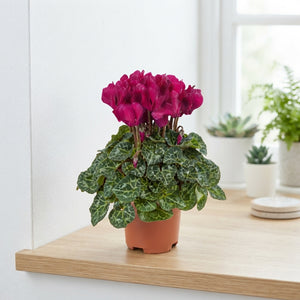 Mixed Colour Small-Flowered Cyclamen persicum – 10.5cm Pot
