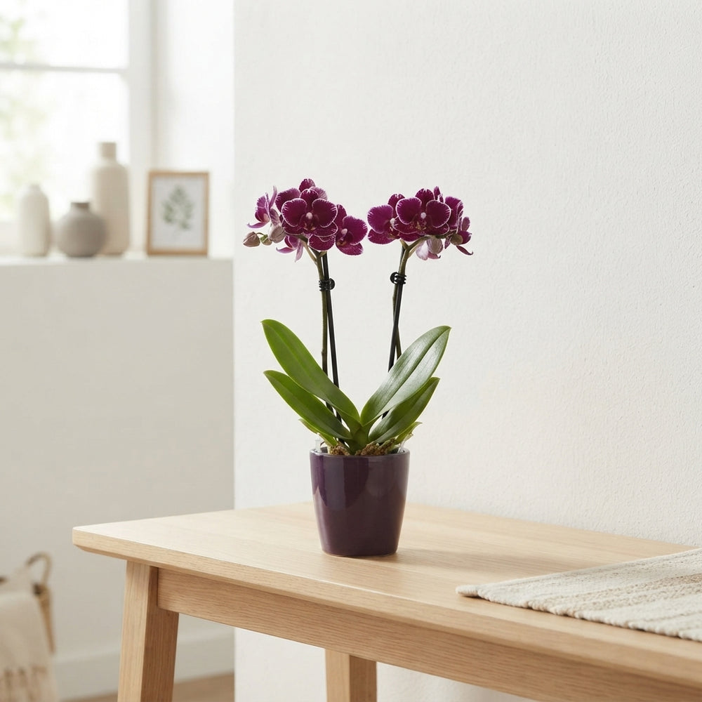 Mini Phalaenopsis Orchid ‘Gem’ – 6cm Ceramic Pot
