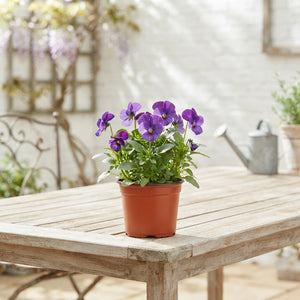 Mixed Viola Cornuta – 9cm Pot
