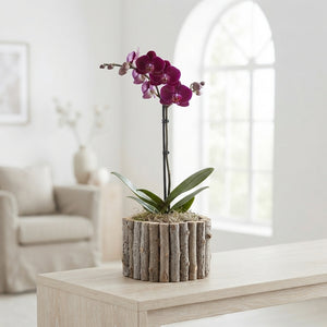 Mixed Indoor Plant Arrangement in Round Pot – 23cm