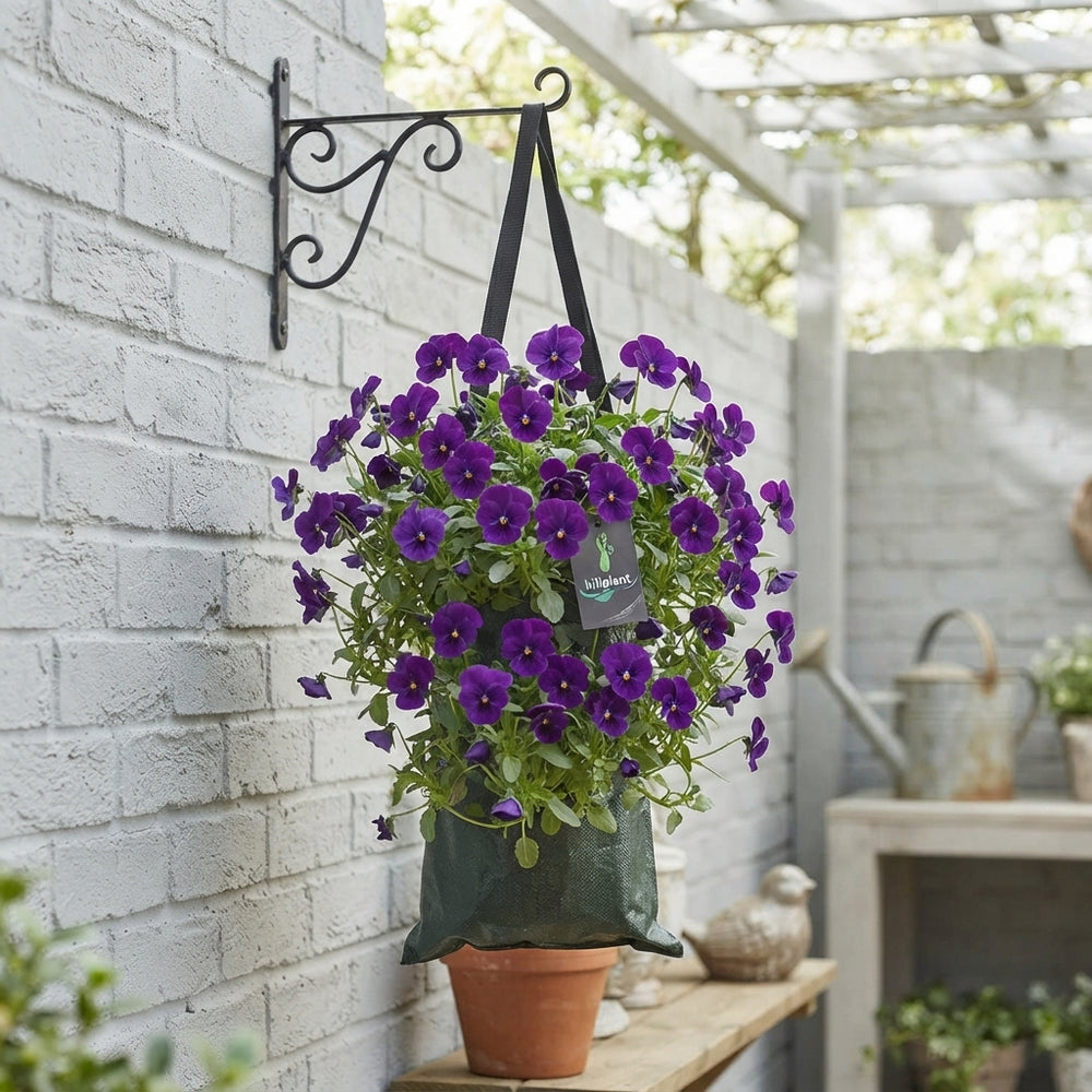 Hanging Viola Mix – 50cm Basket