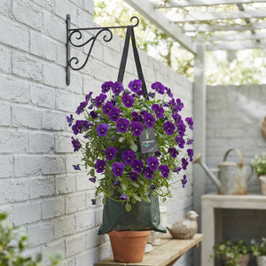 Hanging Viola Mix – 50cm Basket