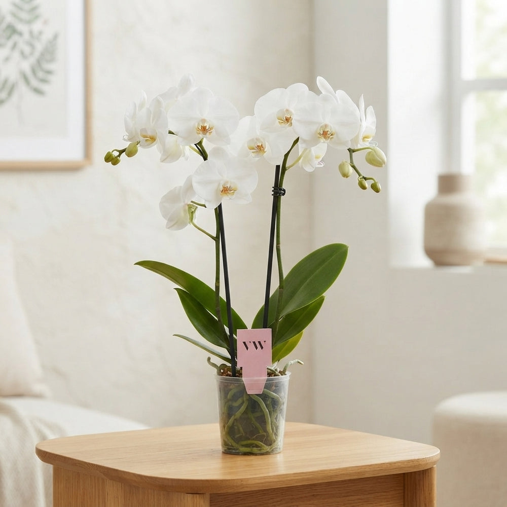 White Phalaenopsis Orchid – 12cm Pot, 45cm High
