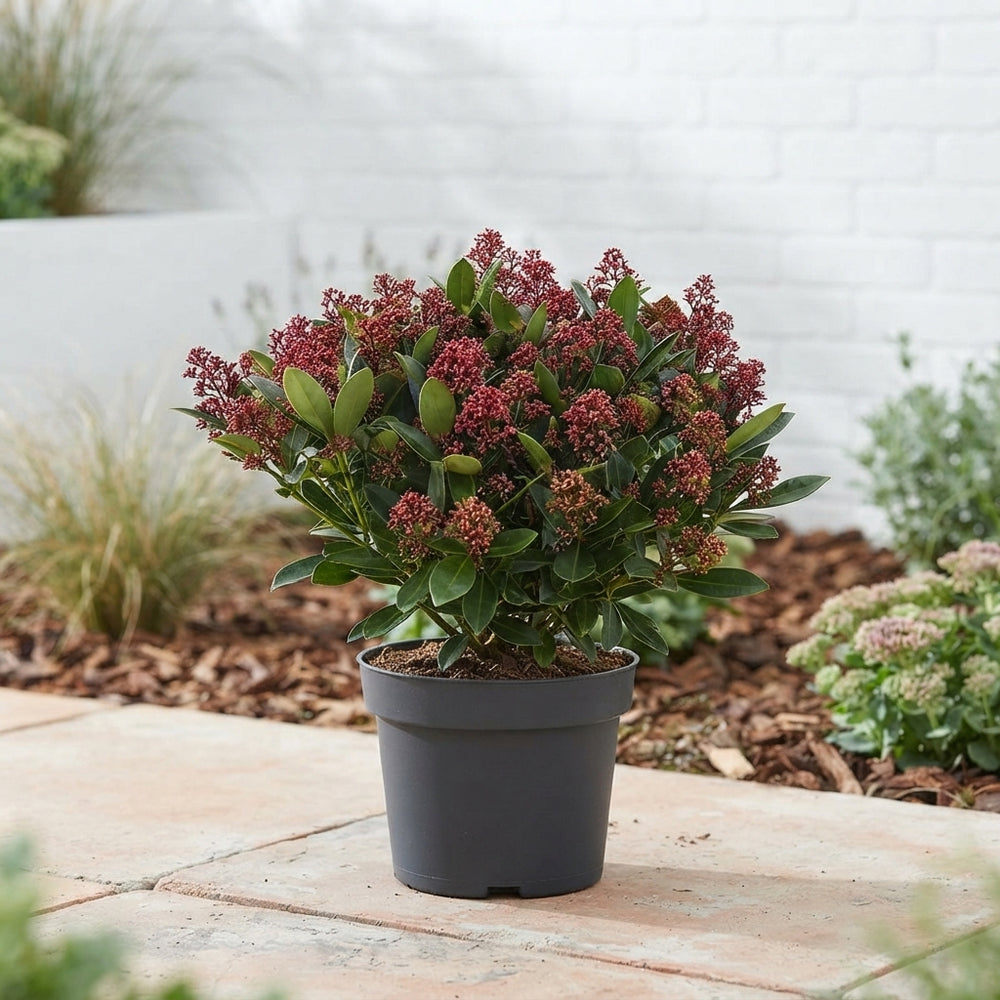 Skimmia japonica 'Rubella' – 26cm Pot, 70cm High