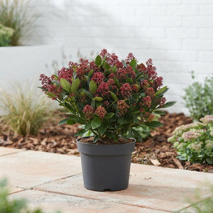 Skimmia japonica 'Rubella' – 26cm Pot, 70cm High