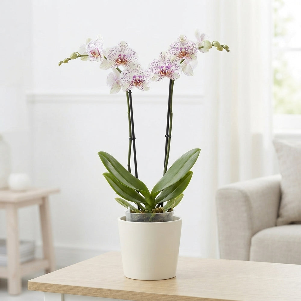 Phalaenopsis Calypso Orchid – 12cm Pot, 70cm High