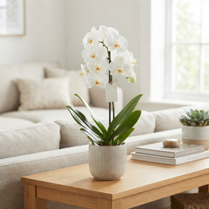 White Phalaenopsis Orchid – 12cm Pot, 55cm High