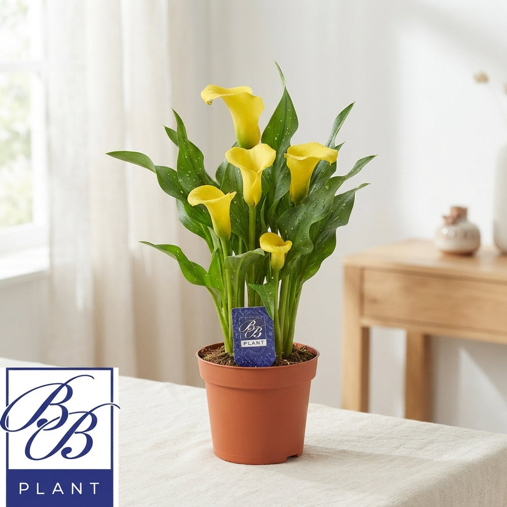 Yellow Calla Lily (Zantedeschia) – 14cm Pot