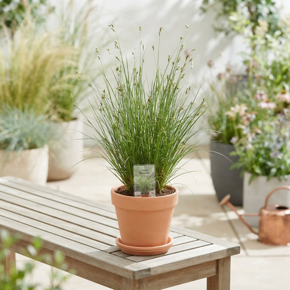 Brown Sedge (Carex brunnea) – 13cm Pot