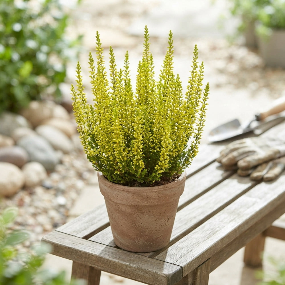 Painted Heather (Calluna vulgaris) – 9.5cm Pot