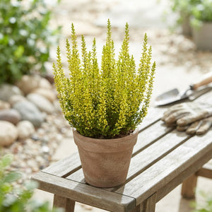 Painted Heather (Calluna vulgaris) – 9.5cm Pot