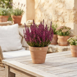 Mixed Calluna Heather (Calluna vulgaris) – 13cm Pot