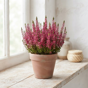 Calluna vulgaris ‘Garden Girls’ – 11cm Pot