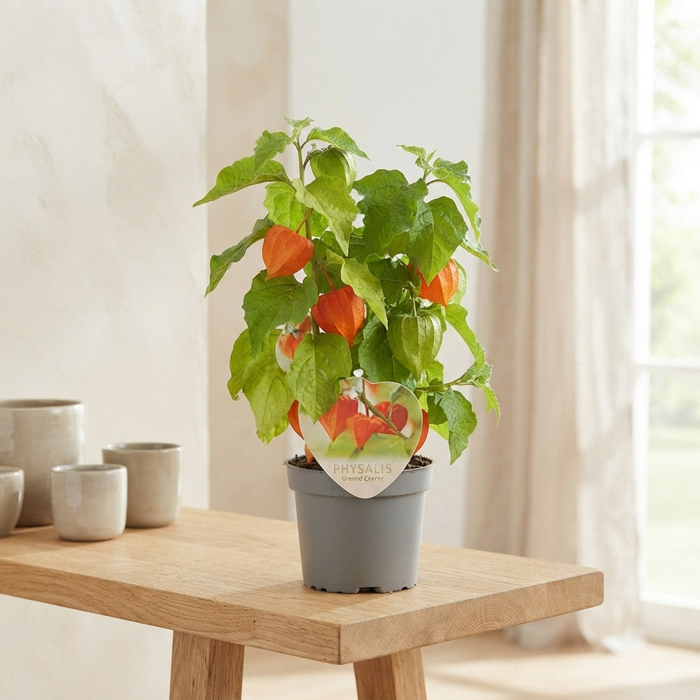 Chinese Lantern Plant (Physalis alkekengi) – 10cm Pot