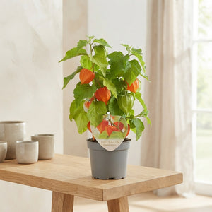 Chinese Lantern Plant (Physalis alkekengi) – 10cm Pot